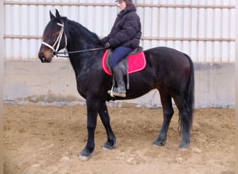 Konie fryzyjskie Mix, Wałach, 9 lat, 160 cm, Skarogniada