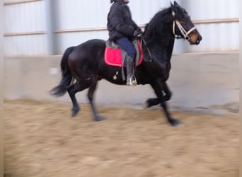 Konie fryzyjskie Mix, Wałach, 9 lat, 160 cm, Skarogniada