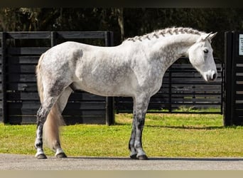 Konie fryzyjskie, Wałach, 9 lat, 165 cm, Siwa