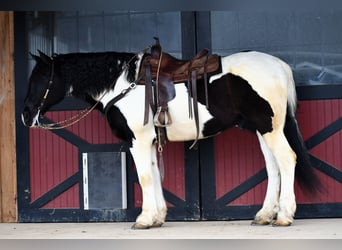 Konie fryzyjskie Mix, Wałach, 9 lat, 173 cm, Srokata