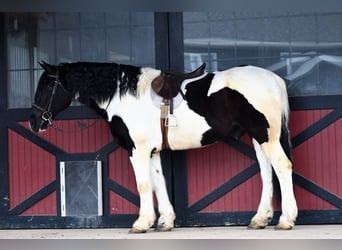 Konie fryzyjskie Mix, Wałach, 9 lat, 173 cm, Srokata