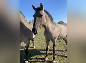 Konik, Caballo castrado, 10 años, 135 cm, Bayo