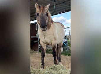 Konik Mestizo, Caballo castrado, 10 años, 144 cm, Grullo