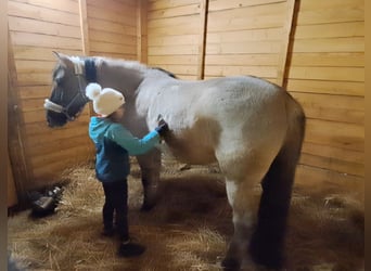 Konik, Caballo castrado, 10 años, 152 cm, Bayo