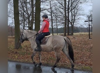 Konik, Caballo castrado, 10 años, 152 cm, Bayo