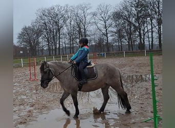 Konik, Caballo castrado, 10 años, 152 cm, Bayo