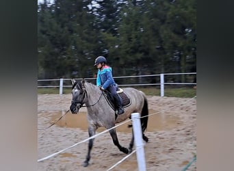 Konik, Caballo castrado, 10 años, 152 cm, Bayo