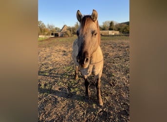 Konik, Caballo castrado, 12 años, 132 cm, Bayo