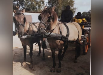 Konik, Caballo castrado, 12 años, 145 cm, Bayo