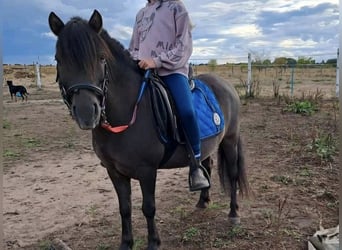 Konik Mestizo, Caballo castrado, 13 años, 110 cm, Bayo