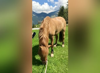Konik, Caballo castrado, 13 años, 150 cm, Bayo