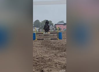 Konik, Caballo castrado, 14 años, 130 cm, Castaño oscuro