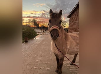 Konik, Caballo castrado, 15 años, 132 cm, Bayo