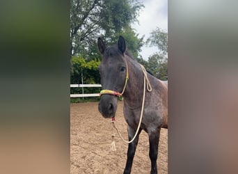 Konik Mestizo, Caballo castrado, 16 años, 151 cm, Ruano azulado