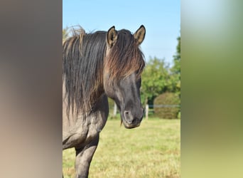 Konik Mestizo, Caballo castrado, 16 años, 152 cm