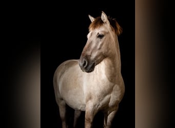 Konik, Caballo castrado, 17 años, 137 cm