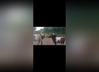 Konik Mestizo, Caballo castrado, 2 años, 118 cm