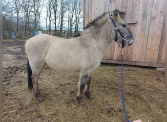 Konik, Caballo castrado, 2 años, 125 cm, Bayo