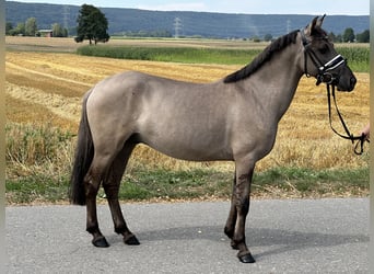 Konik, Caballo castrado, 3 años, 135 cm, Bayo