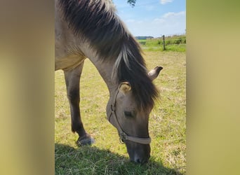 Konik, Caballo castrado, 3 años, 135 cm, Grullo