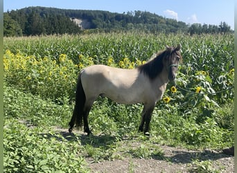 Konik, Caballo castrado, 3 años, 139 cm, Bayo