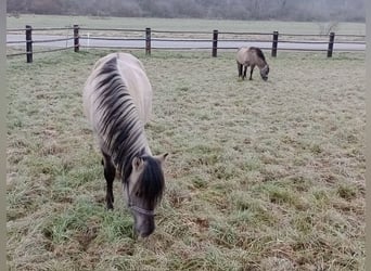 Konik, Caballo castrado, 3 años, 140 cm, Bayo