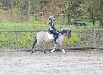 Konik, Caballo castrado, 3 años, 140 cm, Bayo