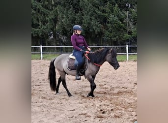 Konik, Caballo castrado, 3 años, 142 cm, Bayo