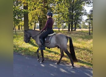 Konik, Caballo castrado, 3 años, 142 cm, Bayo