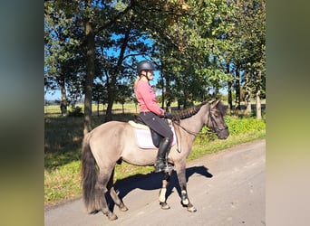 Konik, Caballo castrado, 3 años, 142 cm, Bayo