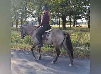 Konik, Caballo castrado, 3 años, 142 cm, Bayo