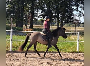 Konik, Caballo castrado, 3 años, 142 cm, Bayo