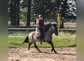 Konik, Caballo castrado, 3 años, 142 cm, Bayo