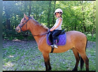 Konik, Caballo castrado, 3 años, 142 cm, Red Dun/Cervuno