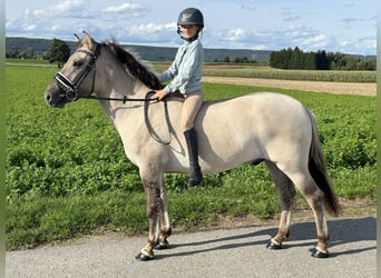 Konik Mestizo, Caballo castrado, 3 años, 143 cm, Bayo