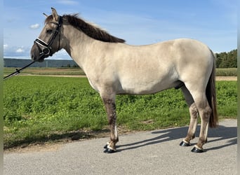 Konik Mestizo, Caballo castrado, 3 años, 143 cm, Bayo