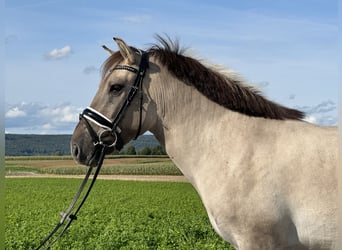 Konik Mestizo, Caballo castrado, 3 años, 143 cm, Bayo