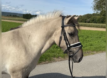 Konik Mestizo, Caballo castrado, 3 años, 143 cm, Bayo