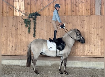 Konik Mestizo, Caballo castrado, 3 años, 143 cm, Bayo