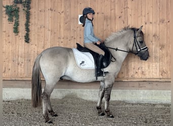 Konik Mestizo, Caballo castrado, 3 años, 143 cm, Bayo