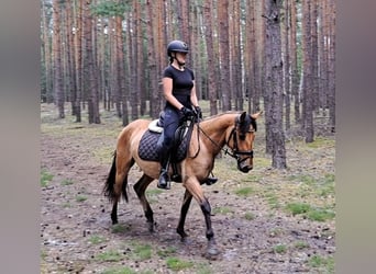 Konik Mestizo, Caballo castrado, 3 años, 155 cm, Bayo