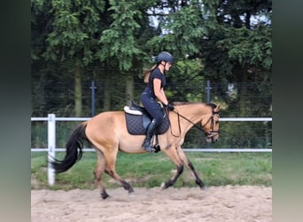 Konik Mestizo, Caballo castrado, 3 años, 155 cm, Bayo