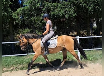 Konik Mestizo, Caballo castrado, 3 años, 155 cm, Bayo