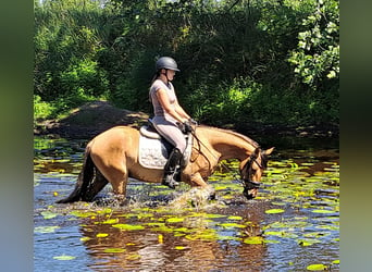 Konik Mestizo, Caballo castrado, 3 años, 155 cm, Bayo