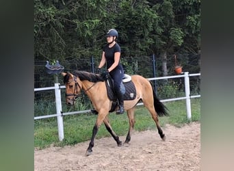 Konik Mestizo, Caballo castrado, 3 años, 155 cm, Bayo