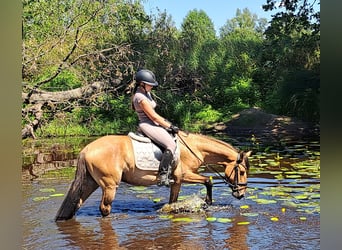 Konik Mestizo, Caballo castrado, 3 años, 155 cm, Bayo