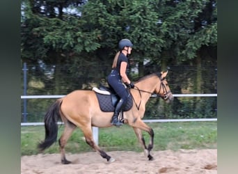 Konik Mestizo, Caballo castrado, 3 años, 155 cm, Bayo