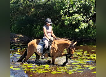 Konik Mestizo, Caballo castrado, 3 años, 155 cm, Bayo