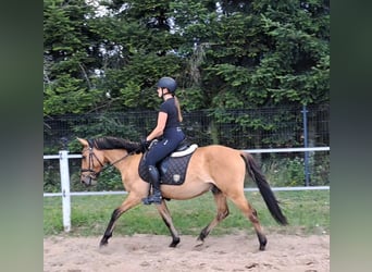 Konik Mestizo, Caballo castrado, 3 años, 155 cm, Bayo