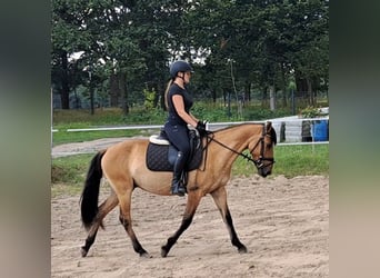 Konik Mestizo, Caballo castrado, 3 años, 155 cm, Bayo